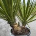 Yucca carnerosana (Juka obrovská) - kont. C20L, výška 80-100 cm